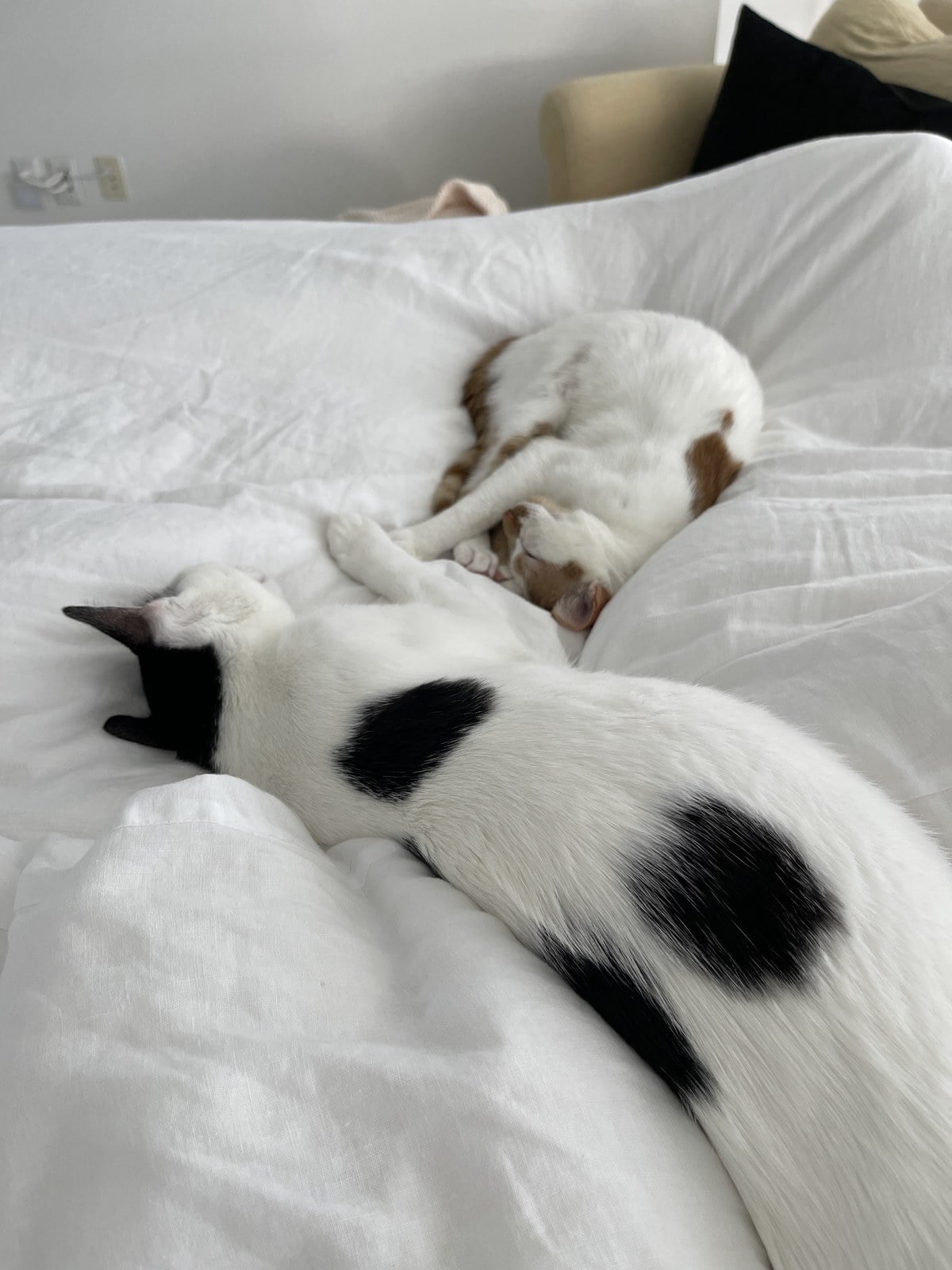 Thelma and Louis asleep together on a white bed, Thelma curled up with her eyes closed and Louis stretched out beside her