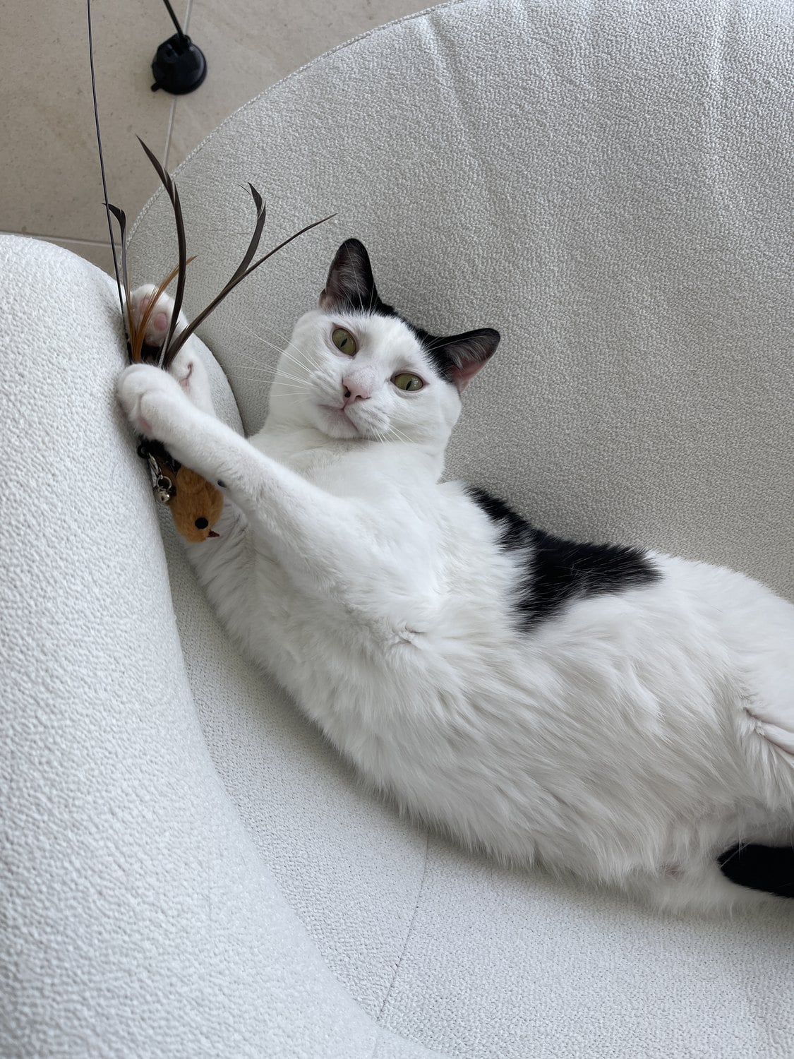 Louis lying on his back on a white chair, batting at a feather wand toy