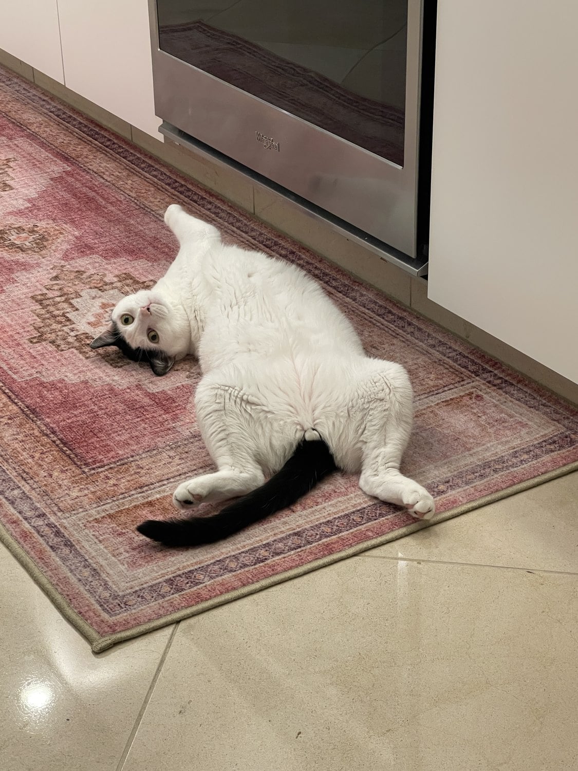 Louis lying on his back on a pink rug with his belly exposed, looking up at the camera