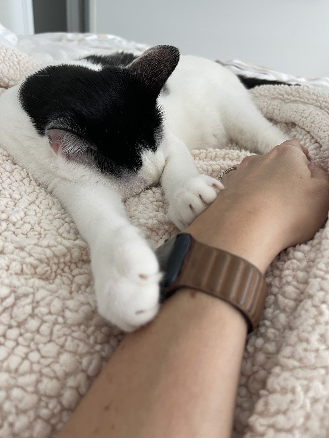 Louis asleep on a blanket with one white paw resting on a person's wrist