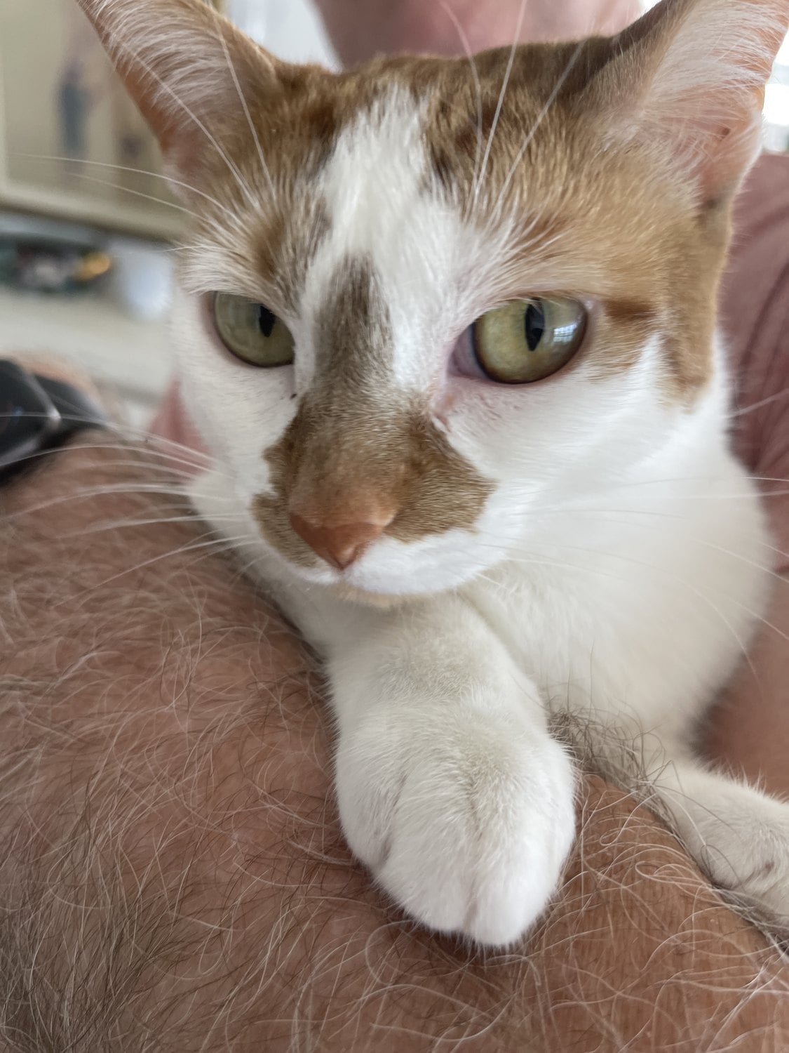 Thelma resting against Cory's arm, held close during a papa walk