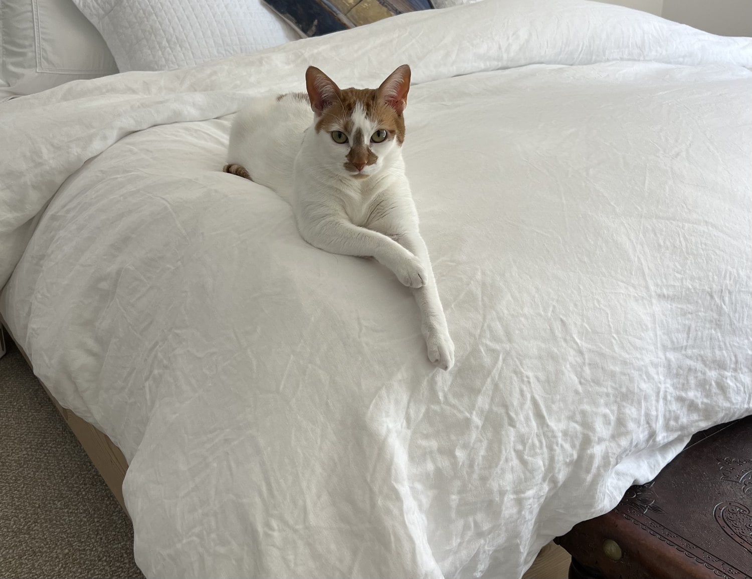 Thelma lying on a white bed with one paw stretched out, looking at the camera