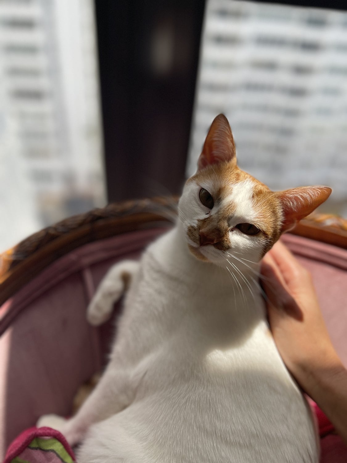 Thelma sitting on a pink chair while a hand scratches under her chin