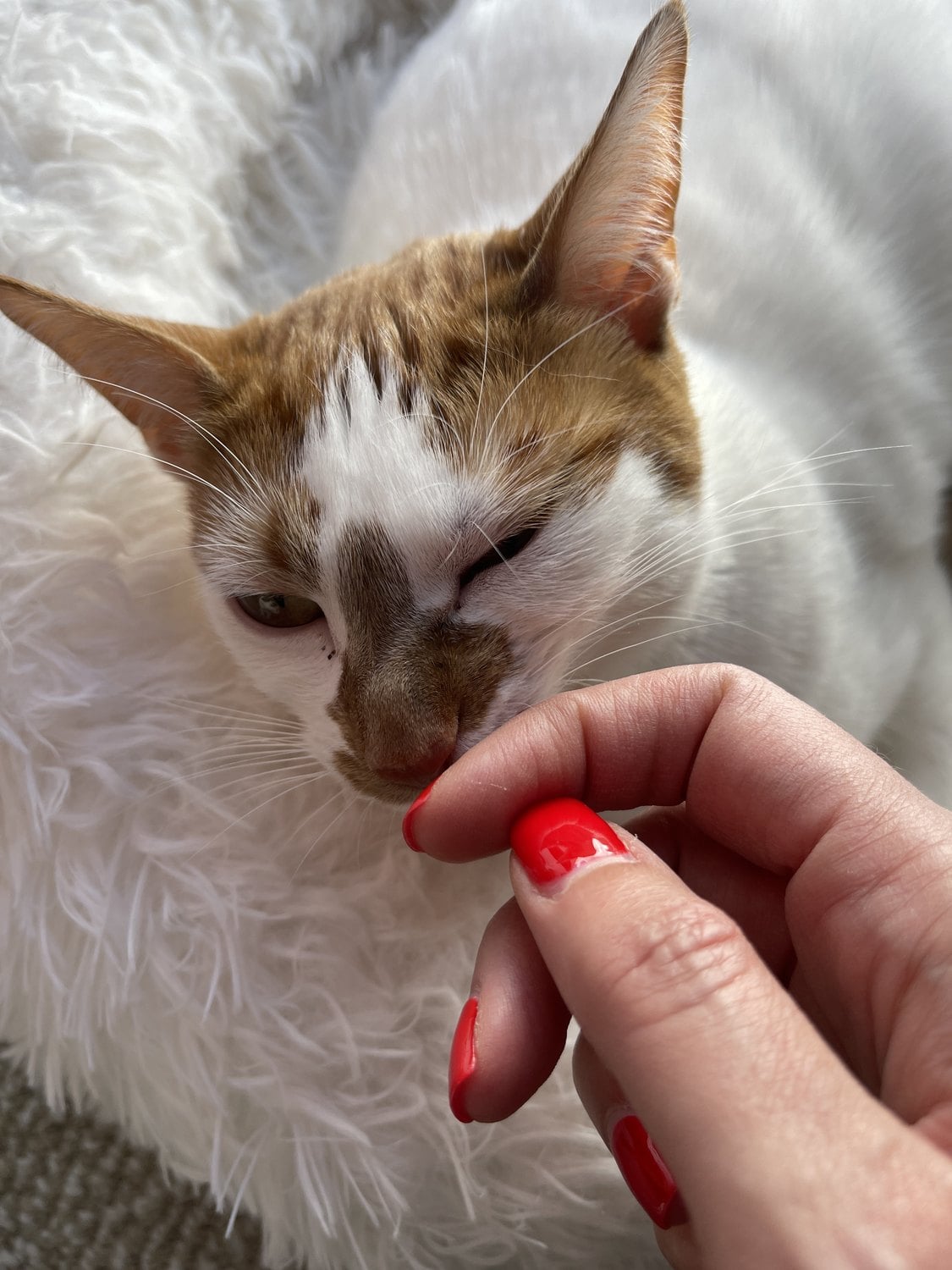 Thelma leaning in to sniff an offered finger while lying on a fluffy white blanket
