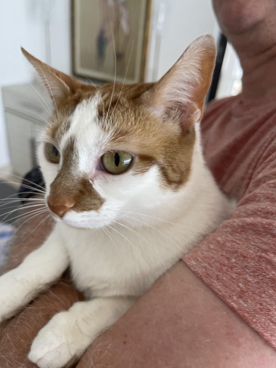 Thelma, an orange-and-white cat, lying against a person's chest and looking at the camera