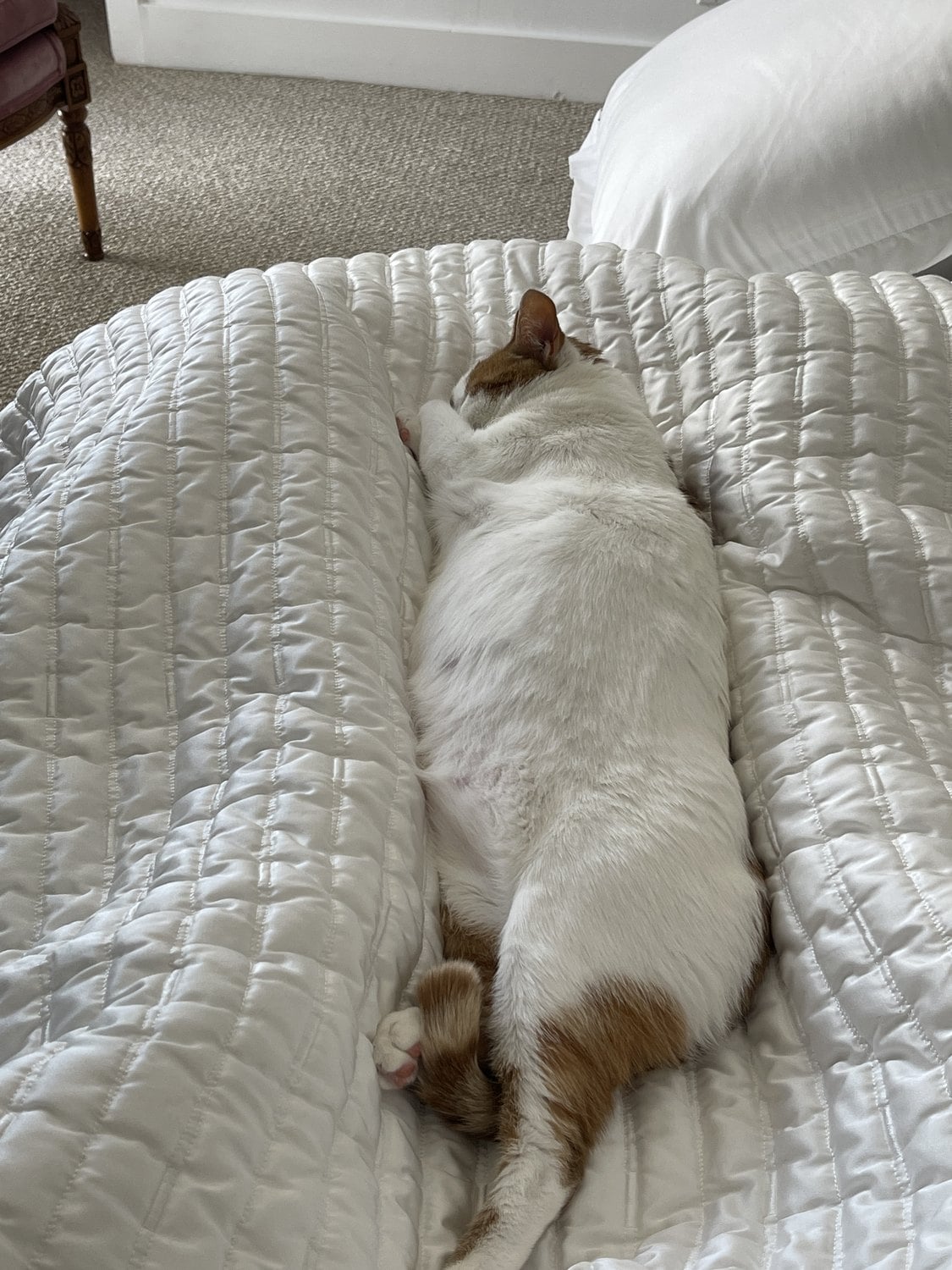 Thelma asleep stretched out between Lindsay's legs under a white blanket