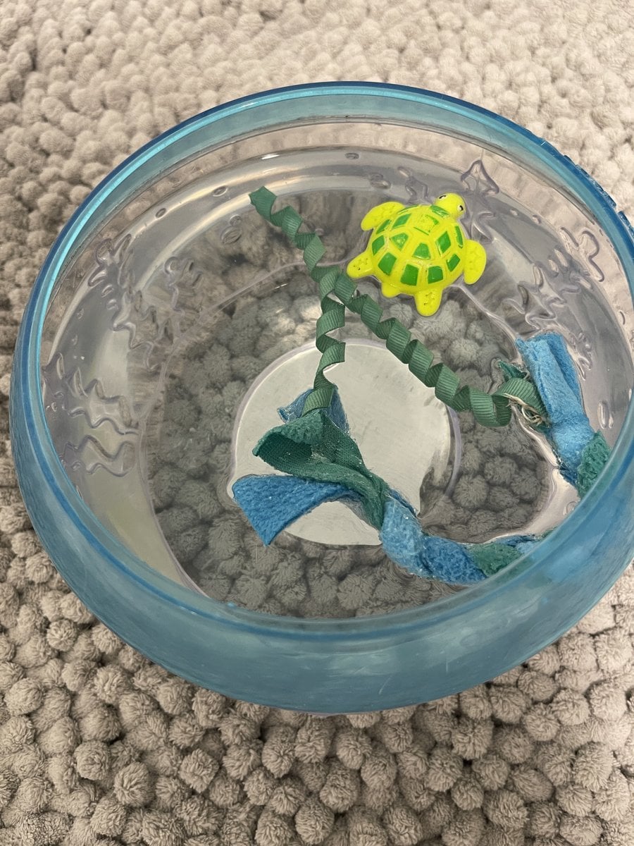 Thelma's plastic fish bowl with the turtle toy and a fabric toy inside