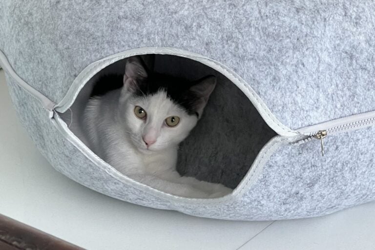Louis peeking out of the zippered opening of a grey felt cat tunnel