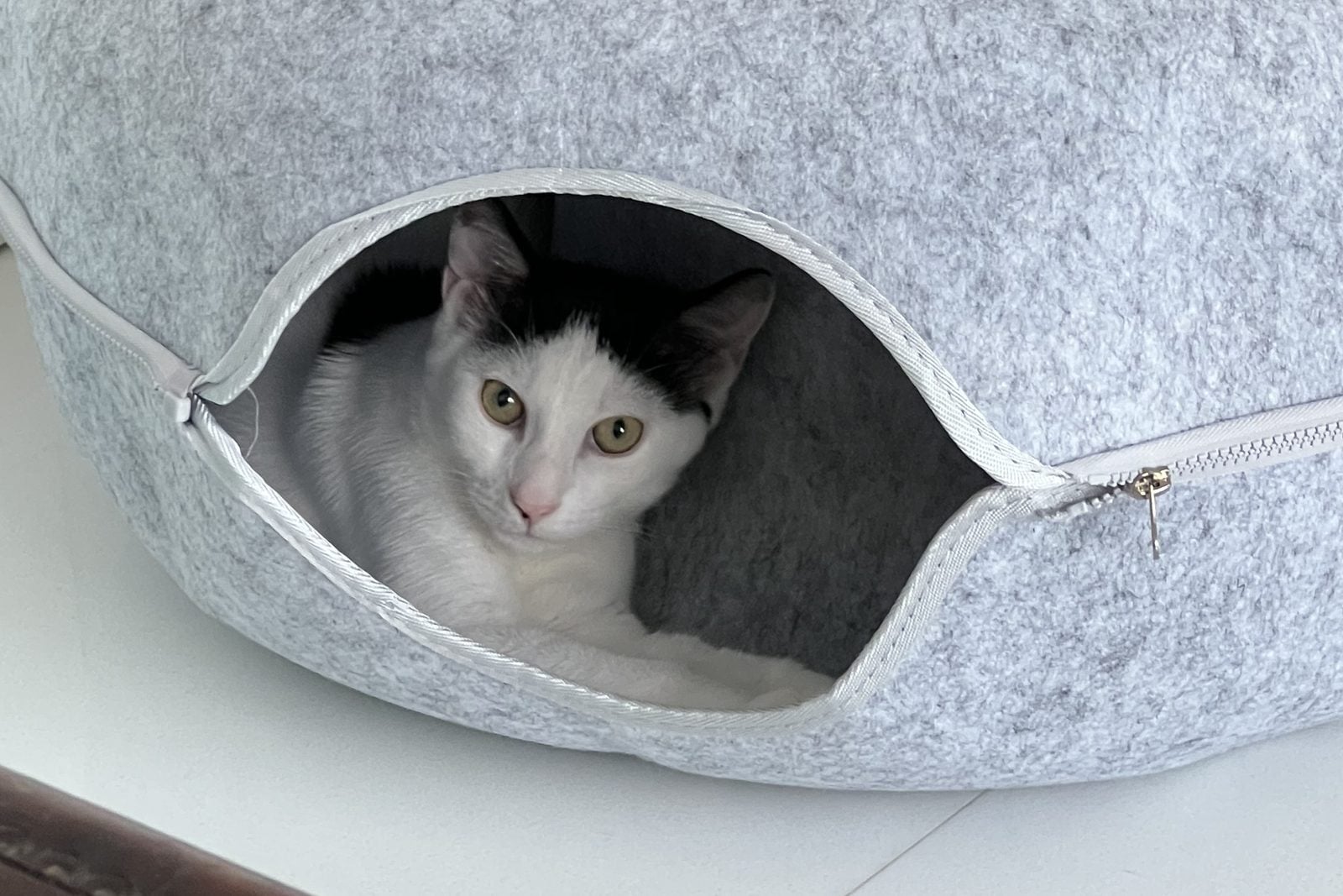 Louis peeking out of the zippered opening of a grey felt cat tunnel