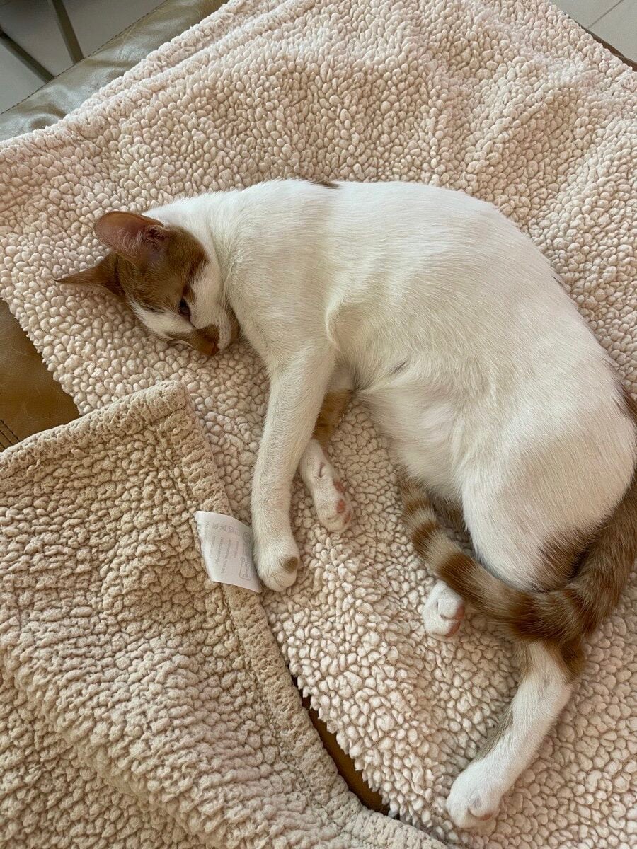Thelma, an orange-and-white cat, lying relaxed on a cream sherpa blanket