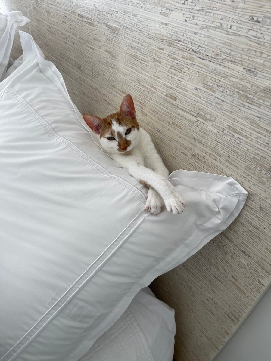 Thelma resting between white pillows with her front paws crossed over the edge