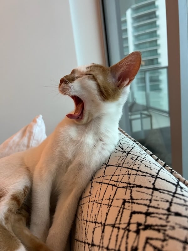 Kitten Thelma mid-yawn, showing her teeth