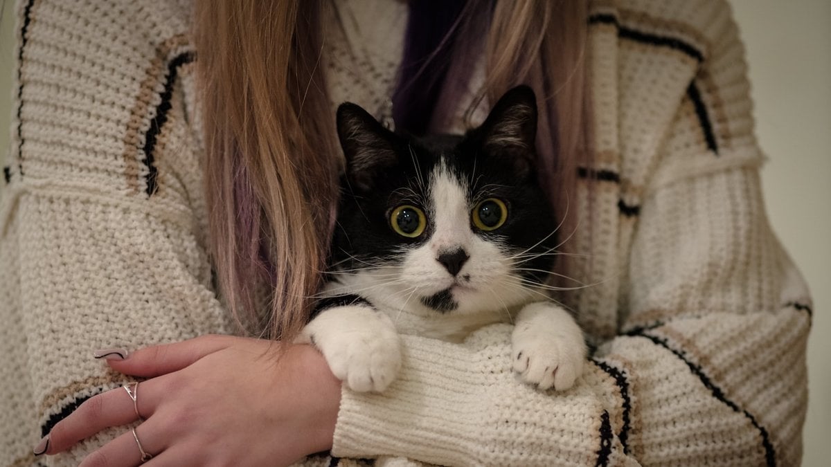 A black and white cat being cradled in someone's arms