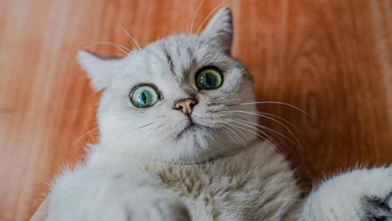 Wide-eyed cat lying on its back on a wood floor, looking up at the camera