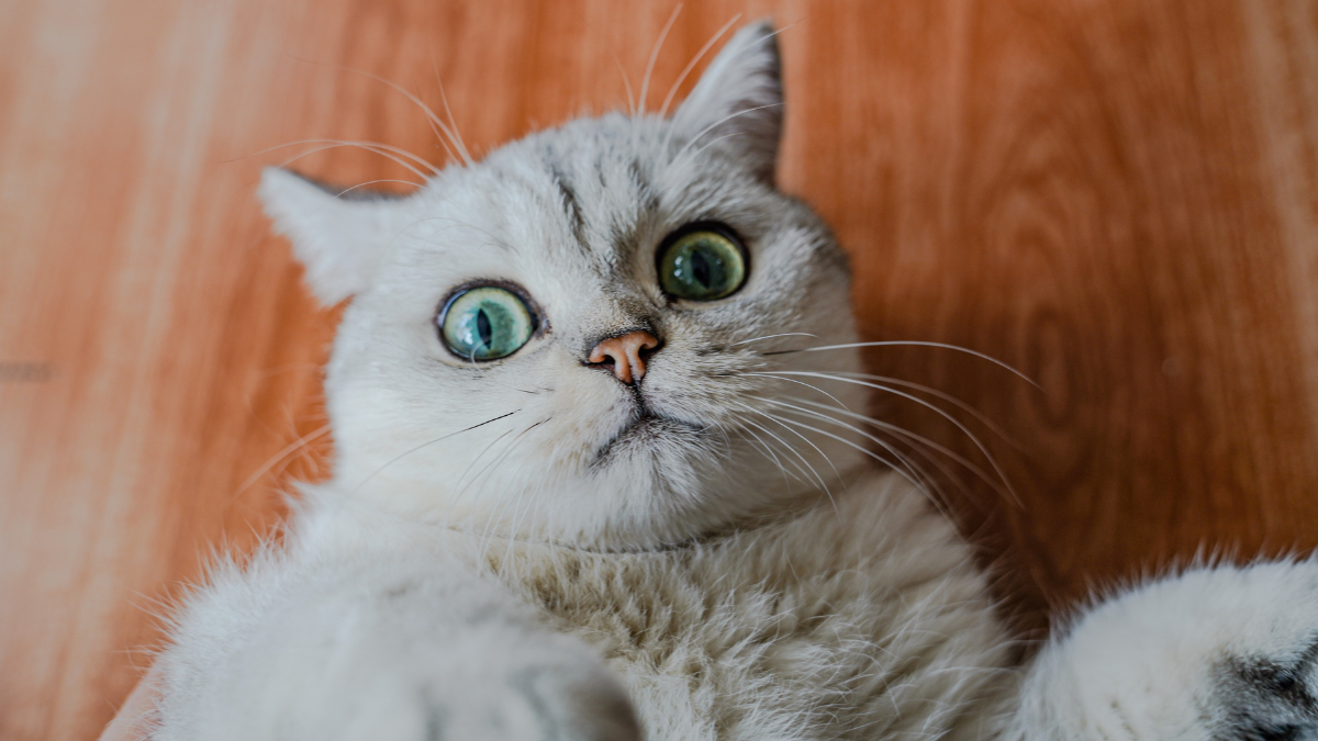 Wide-eyed cat lying on its back on a wood floor, looking up at the camera