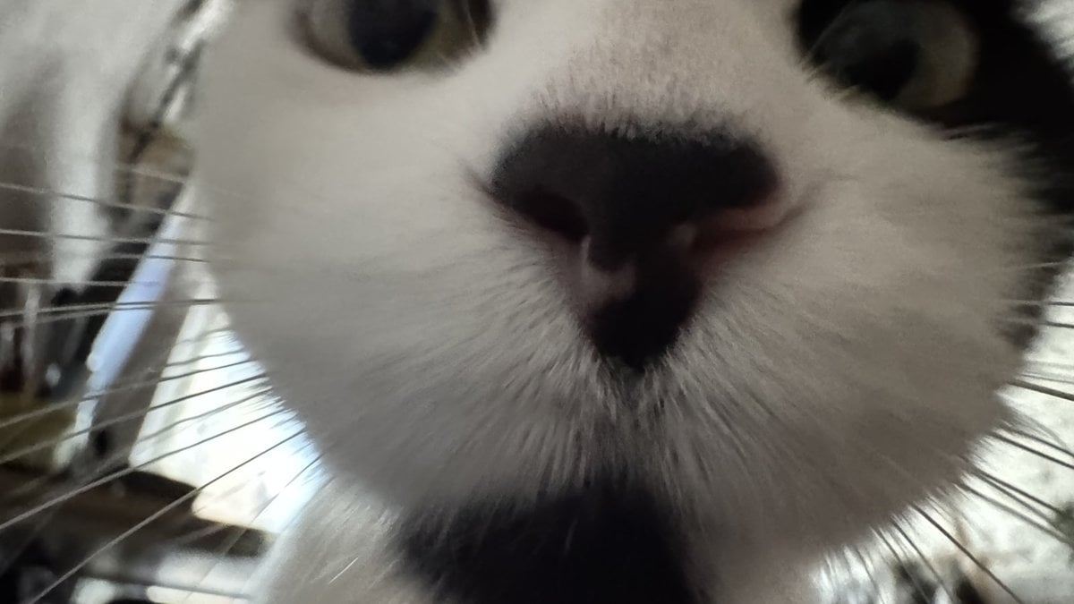 A black and white cat pressing its nose into a fisheye lens