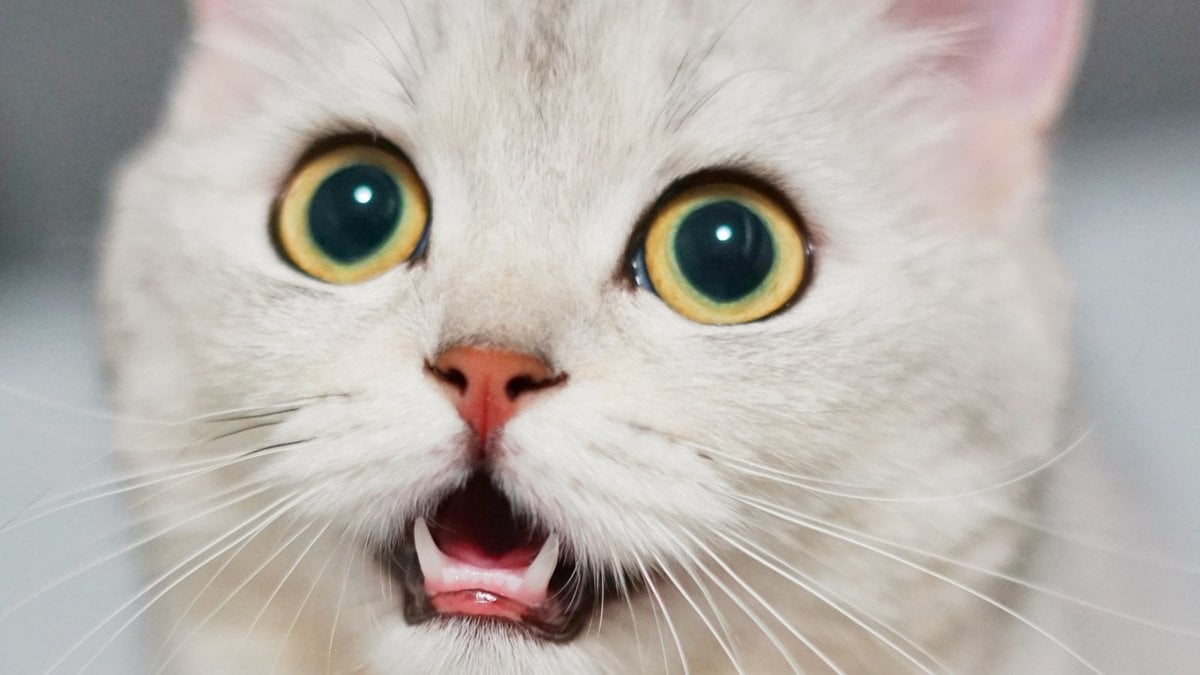 A white kitten with its mouth open mid-meow