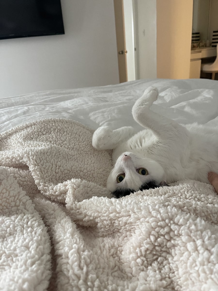 Louis lying upside down on the bed with his belly exposed and front paws in the air