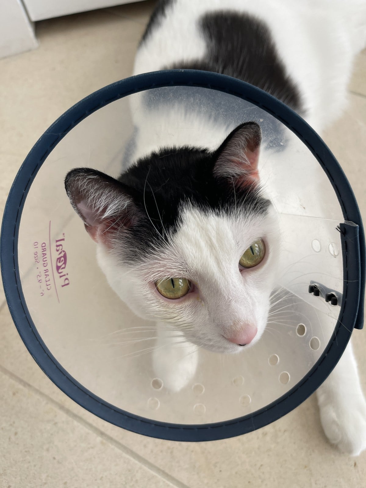 Louis wearing a cone and looking up at the camera
