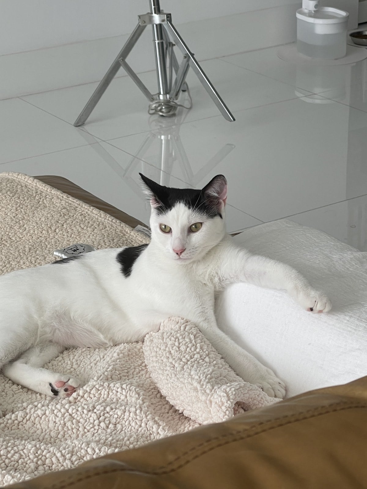 Louis lying on a sherpa blanket looking at the camera