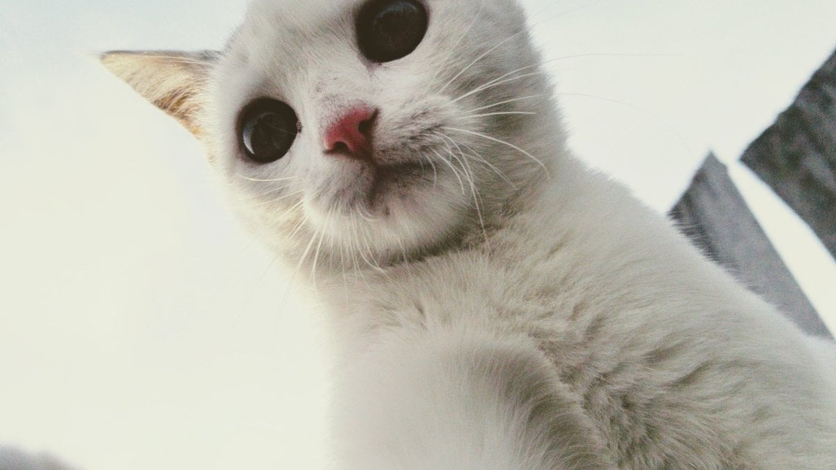 A white cat photographed from below, looking down at the camera