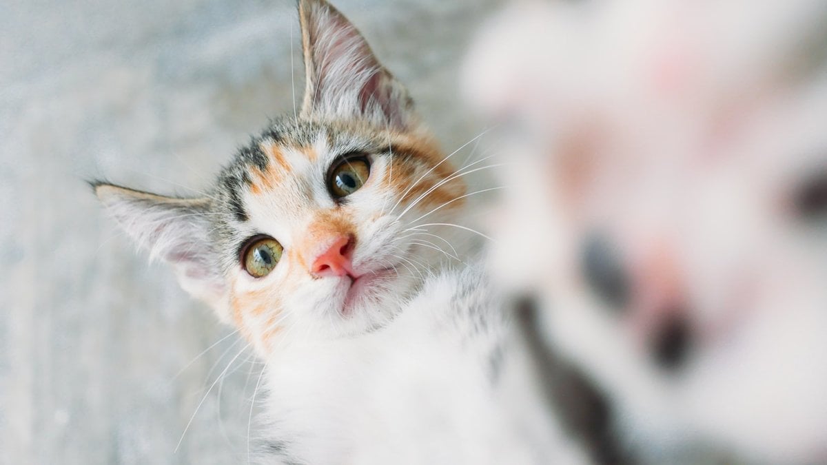 A calico cat reaching a paw toward the camera
