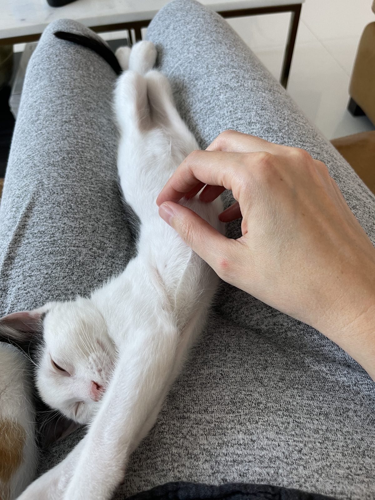 Louis as a kitten, asleep stretched across Lindsay's lap