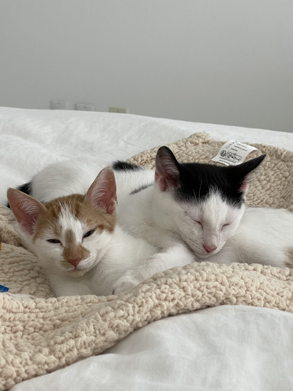 Thelma and Louis as kittens, asleep together on a sherpa blanket