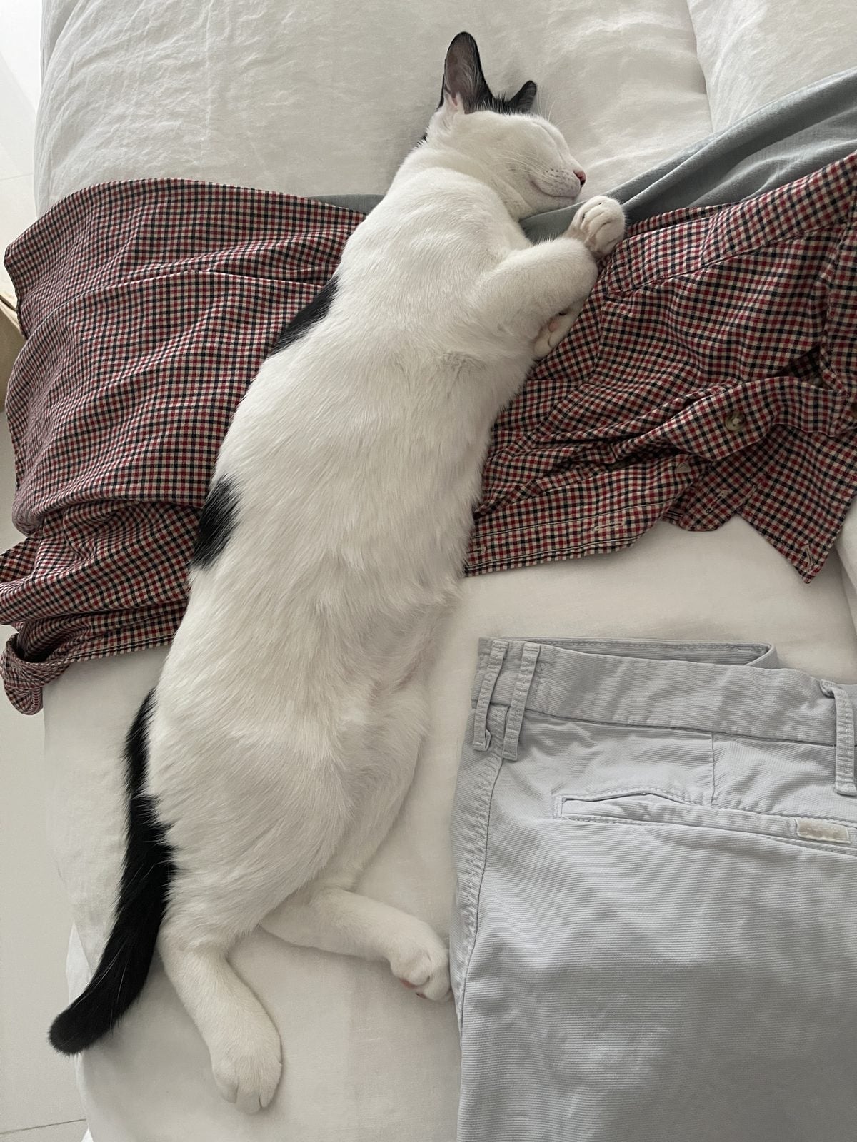 Louis, a black and white cat, asleep sprawled across clothes laid out on a bed