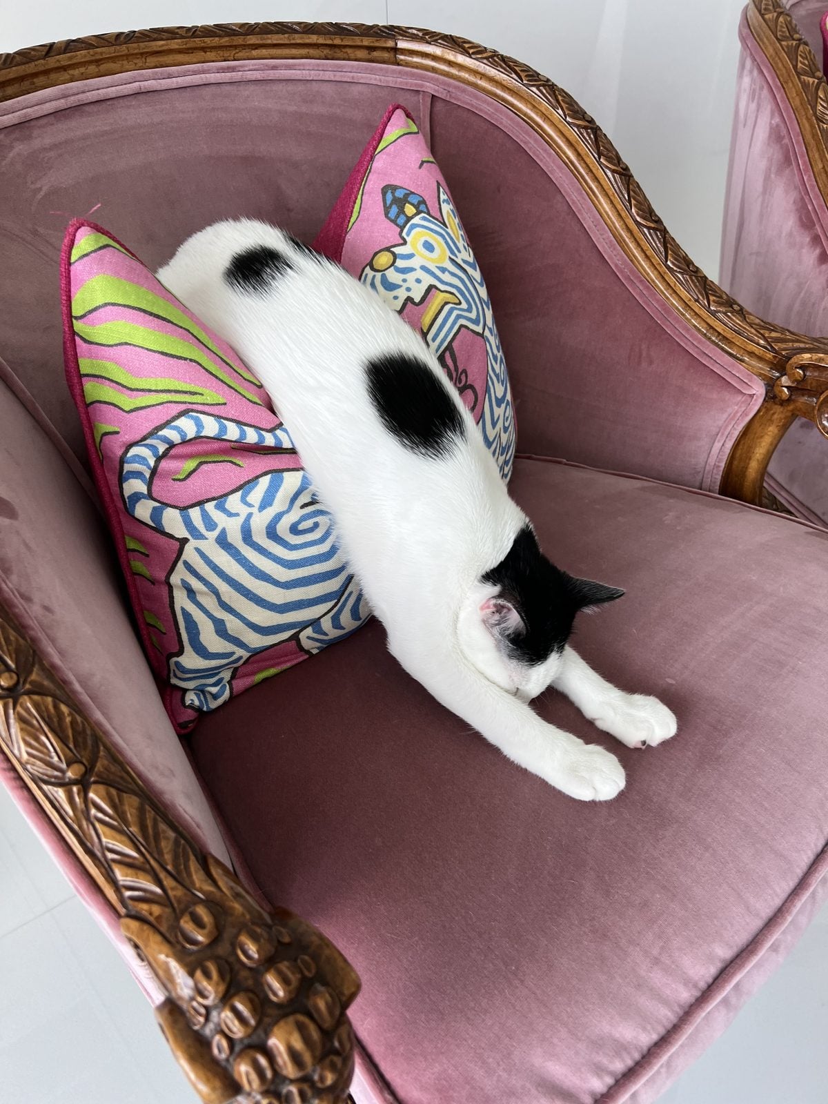 Louis, a black and white cat, asleep on a pink chair with his front legs stretched out over the cushions