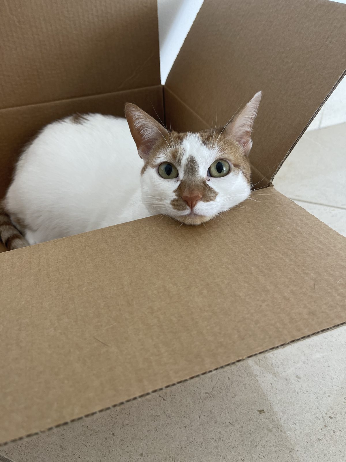 Thelma, an orange and white cat, sitting inside an open cardboard box with her chin resting on the flap