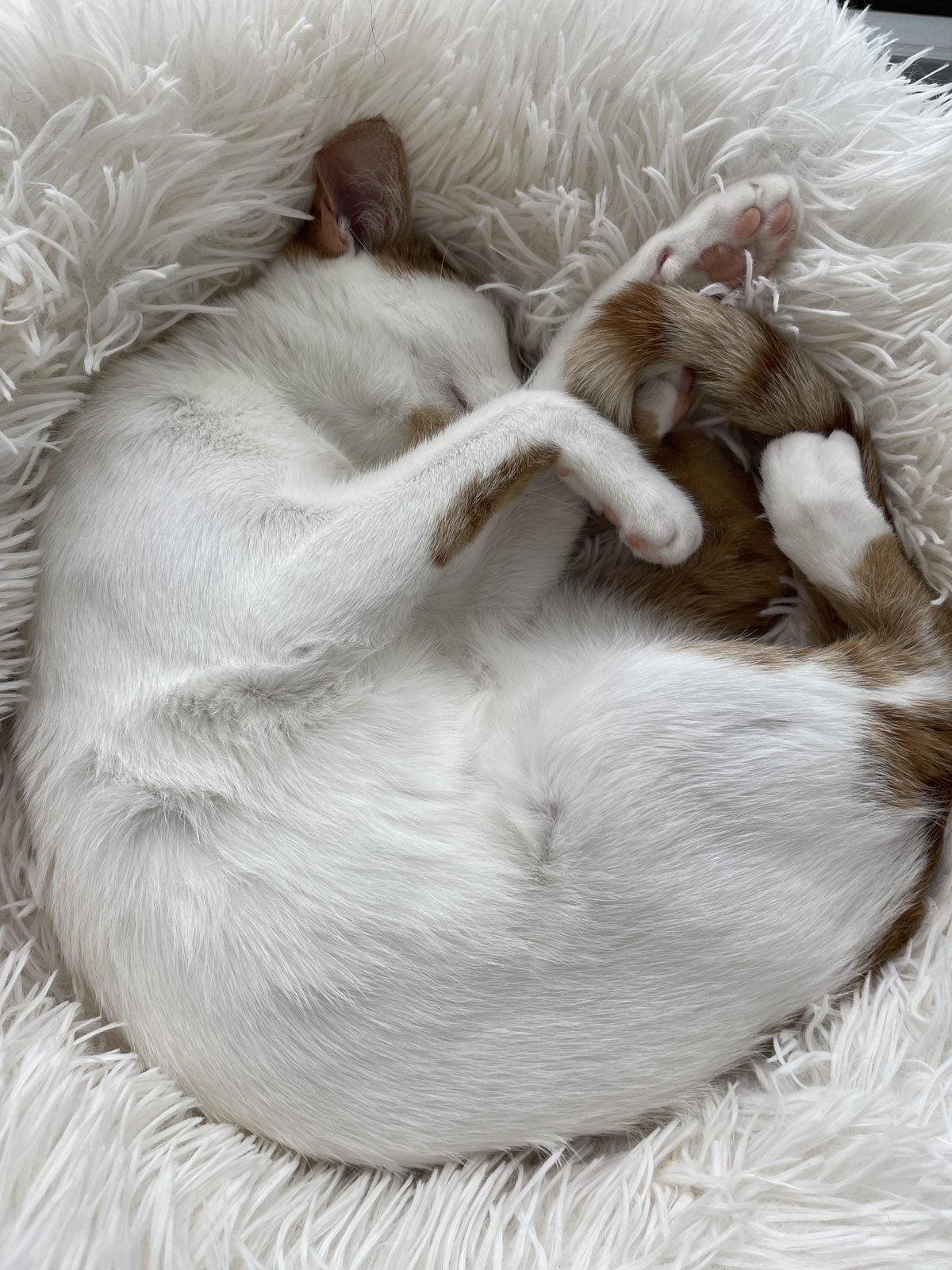 Thelma, an orange and white cat, curled in a circle asleep on a white fluffy cat bed
