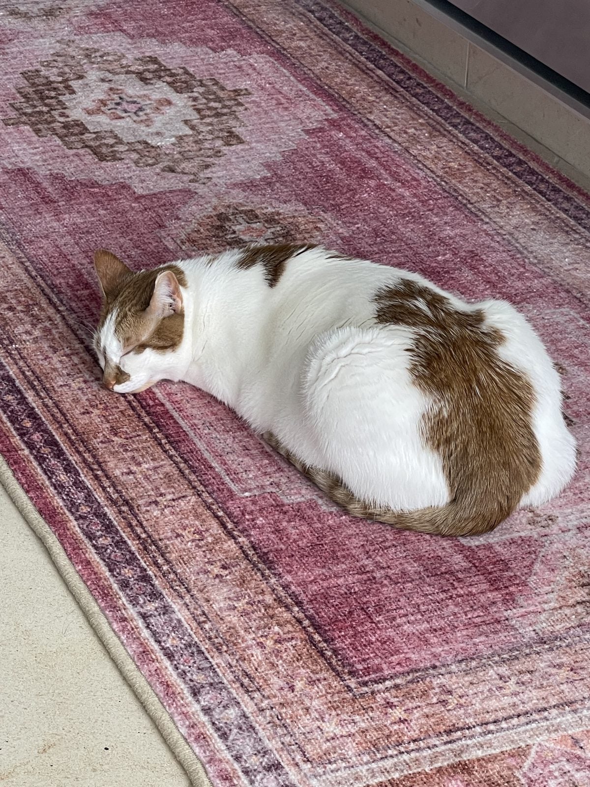 Thelma, an orange and white cat, asleep curled on a pink patterned rug