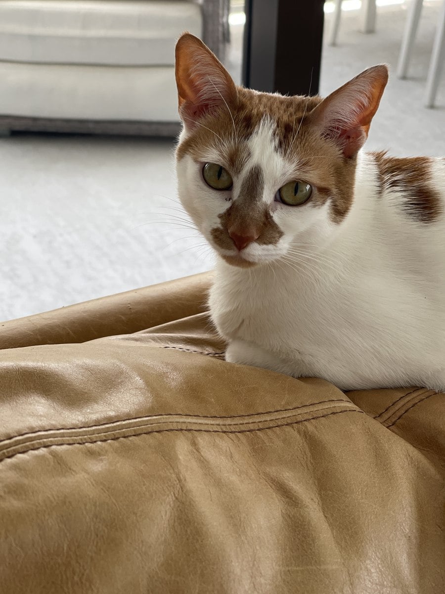 Thelma resting on a leather couch, looking at the camera with soft eyes
