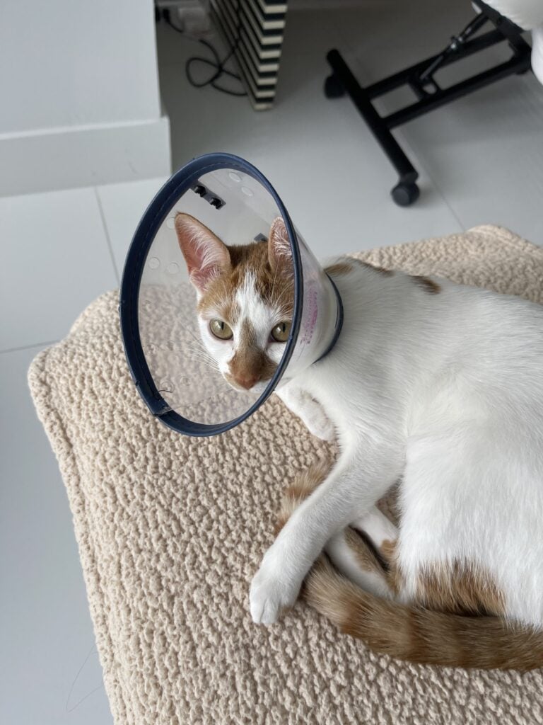 Thelma lying on a bench wearing a cone