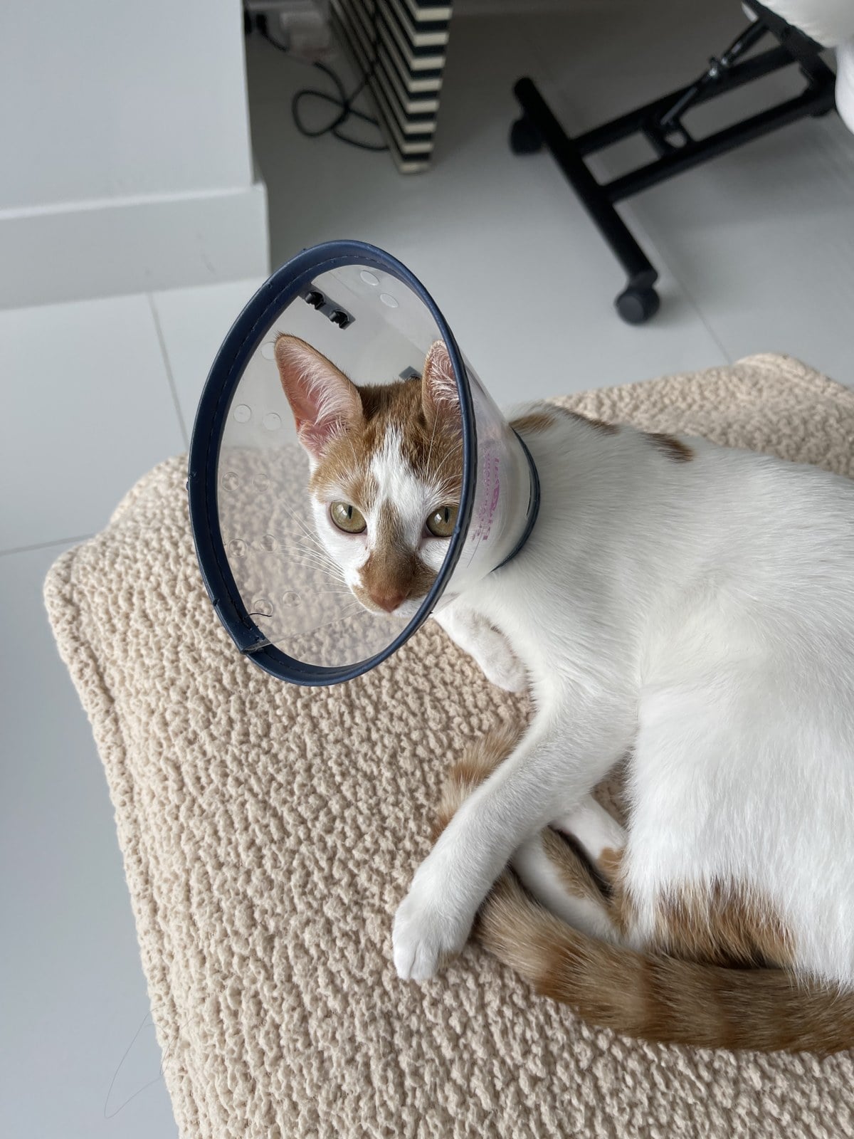 Thelma lying on a bench wearing a cone