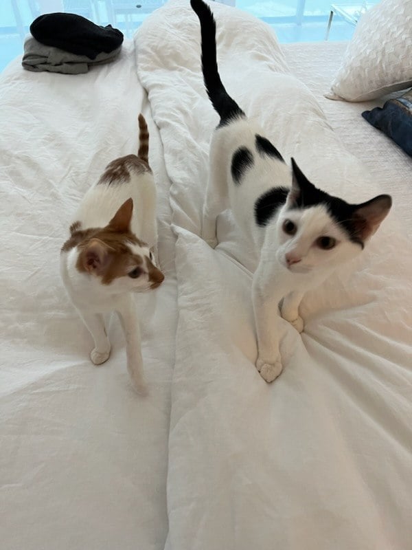 Kittens Thelma and Louis walking across a white bed toward the camera, Louis with his tail straight up