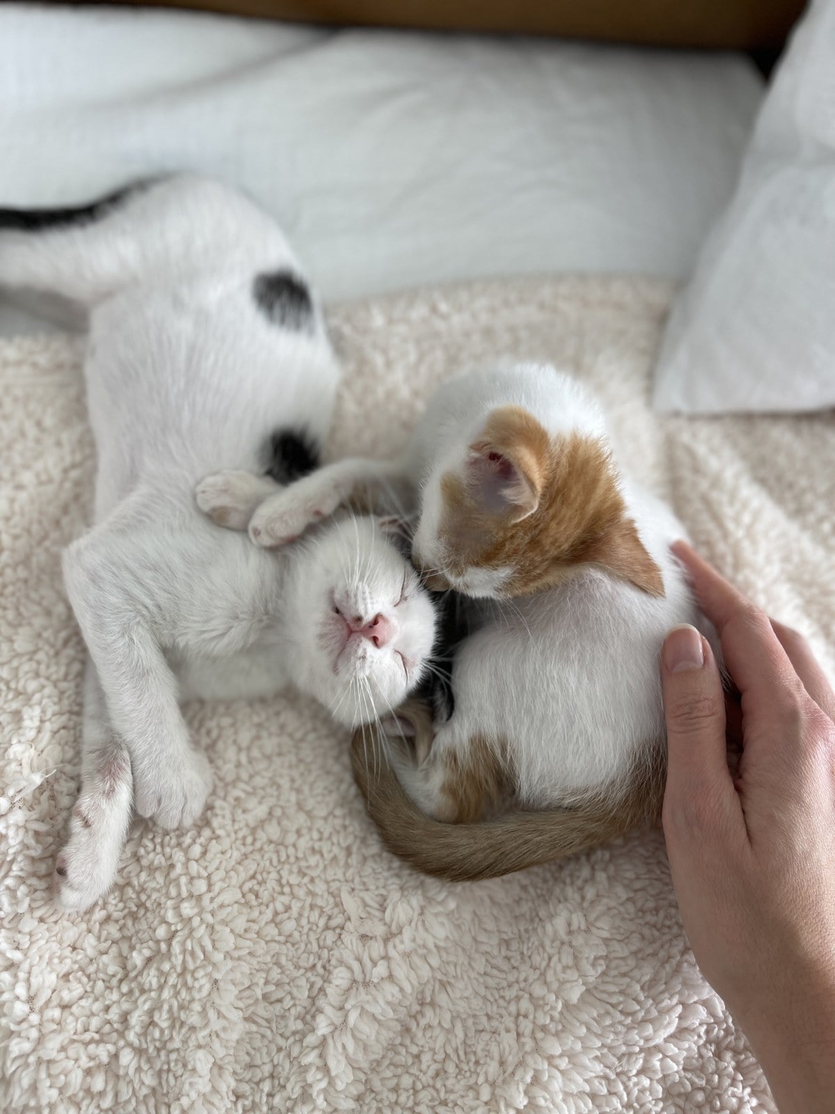 Thelma and Louis as tiny kittens, curled up asleep together on a blanket