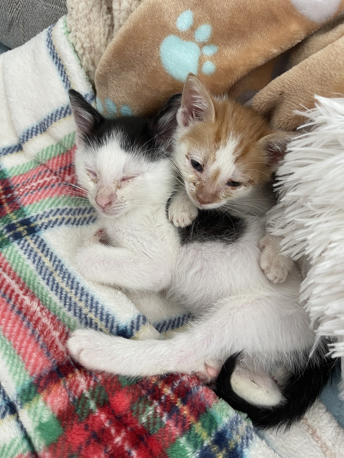 Thelma and Louis as sick little kittens snuggled together on a plaid blanket