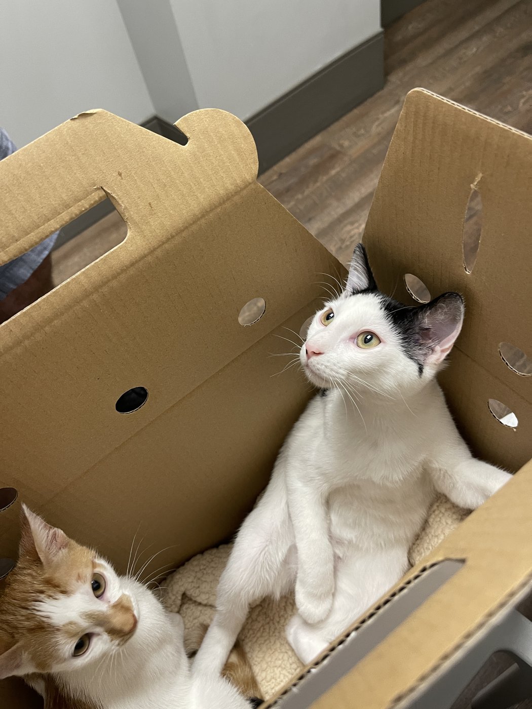 Louis sitting up in a cardboard carrier box with Thelma peeking in from the corner
