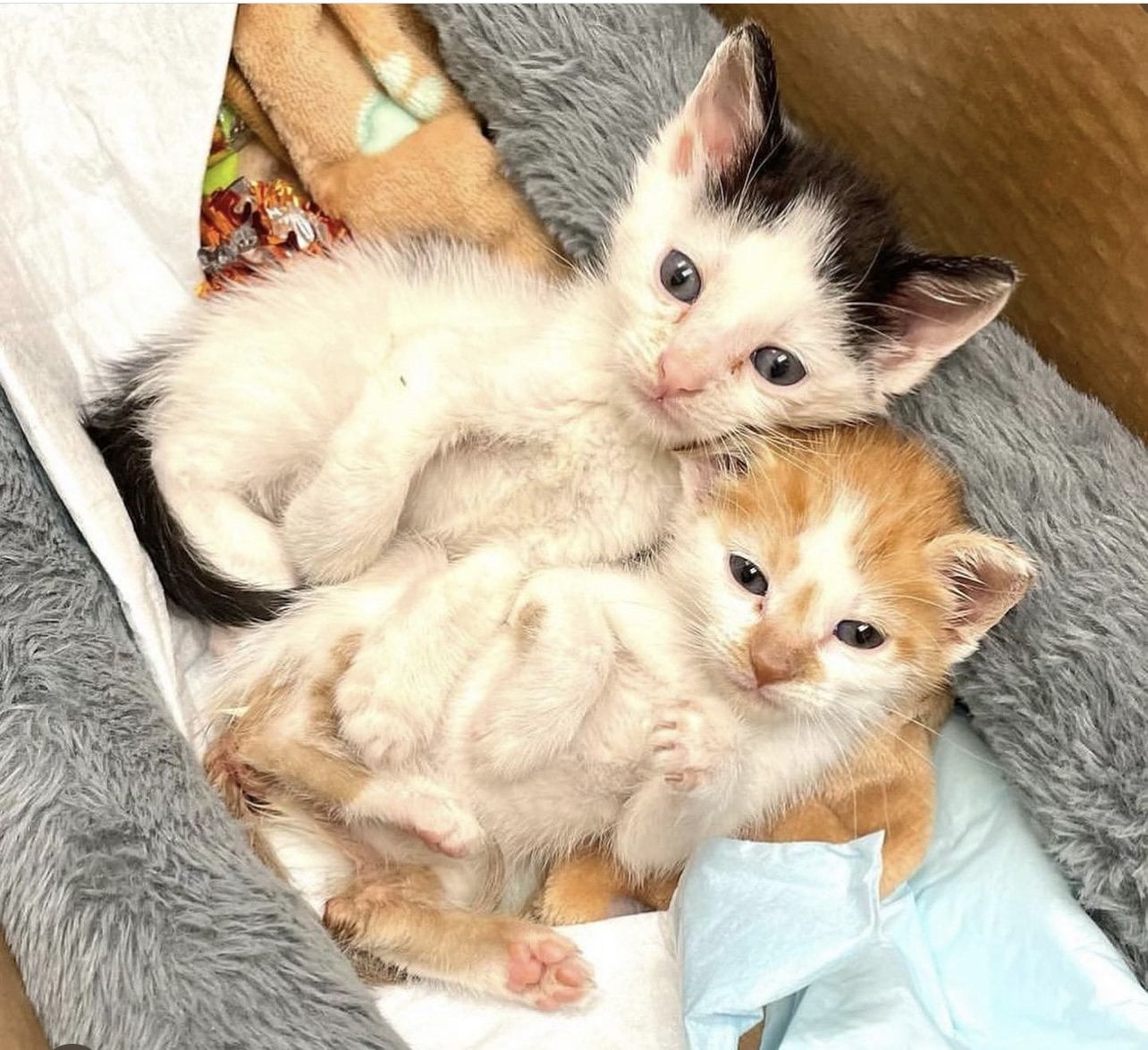 Thelma and Louis as tiny kittens curled together on a gray blanket