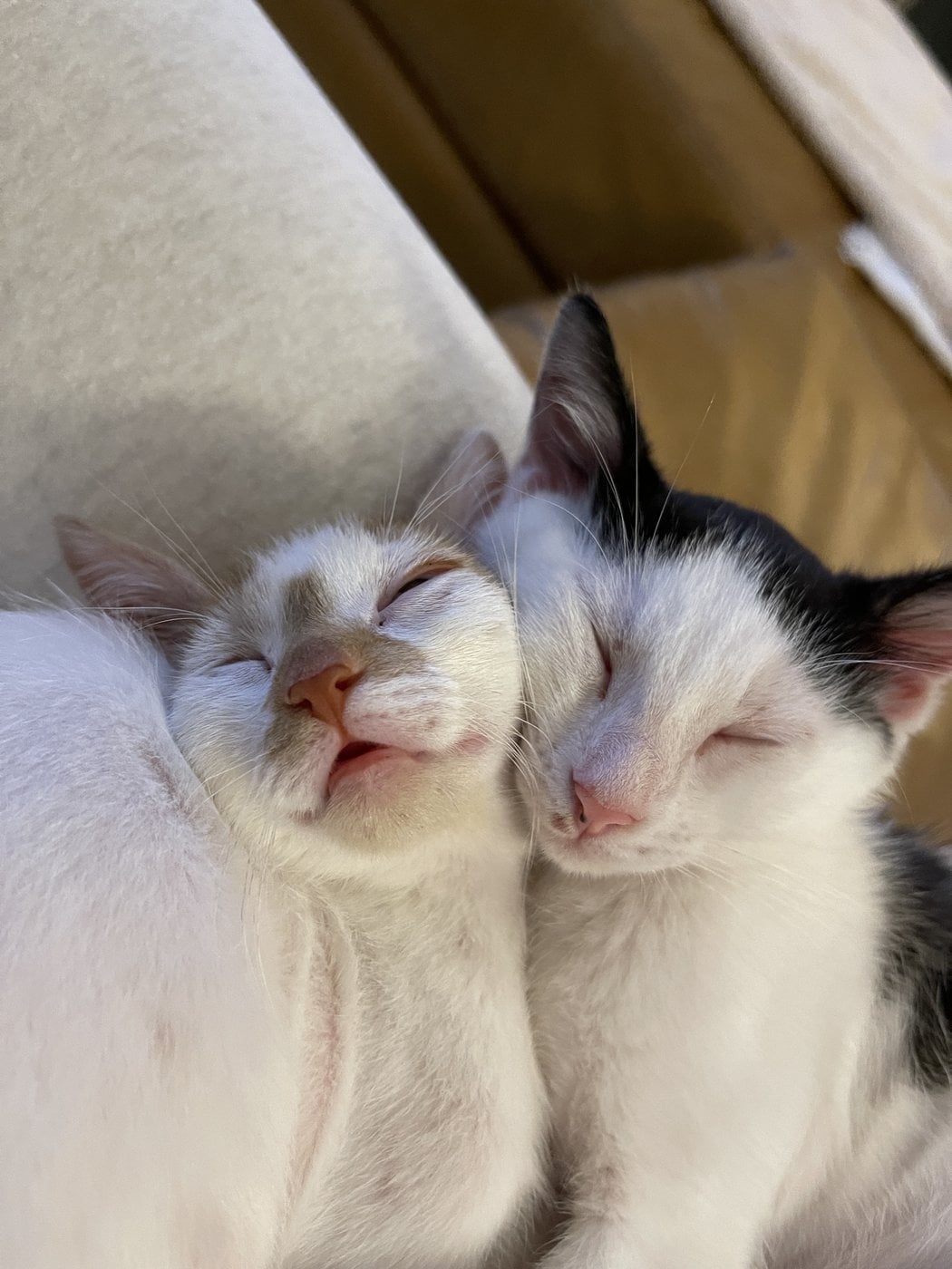 Thelma and Louis asleep cheek to cheek