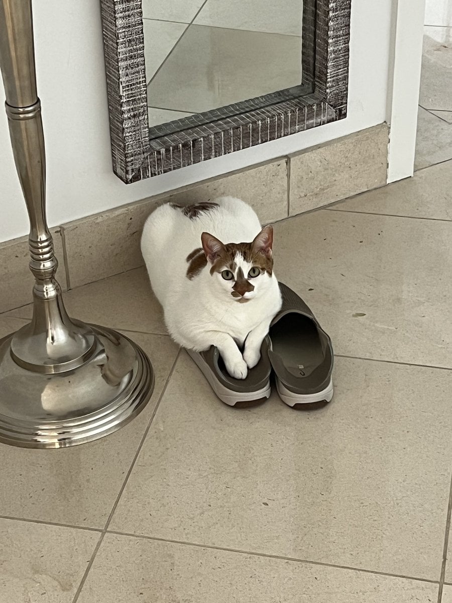 Thelma lying on a pair of sneakers with her front paws tucked inside one