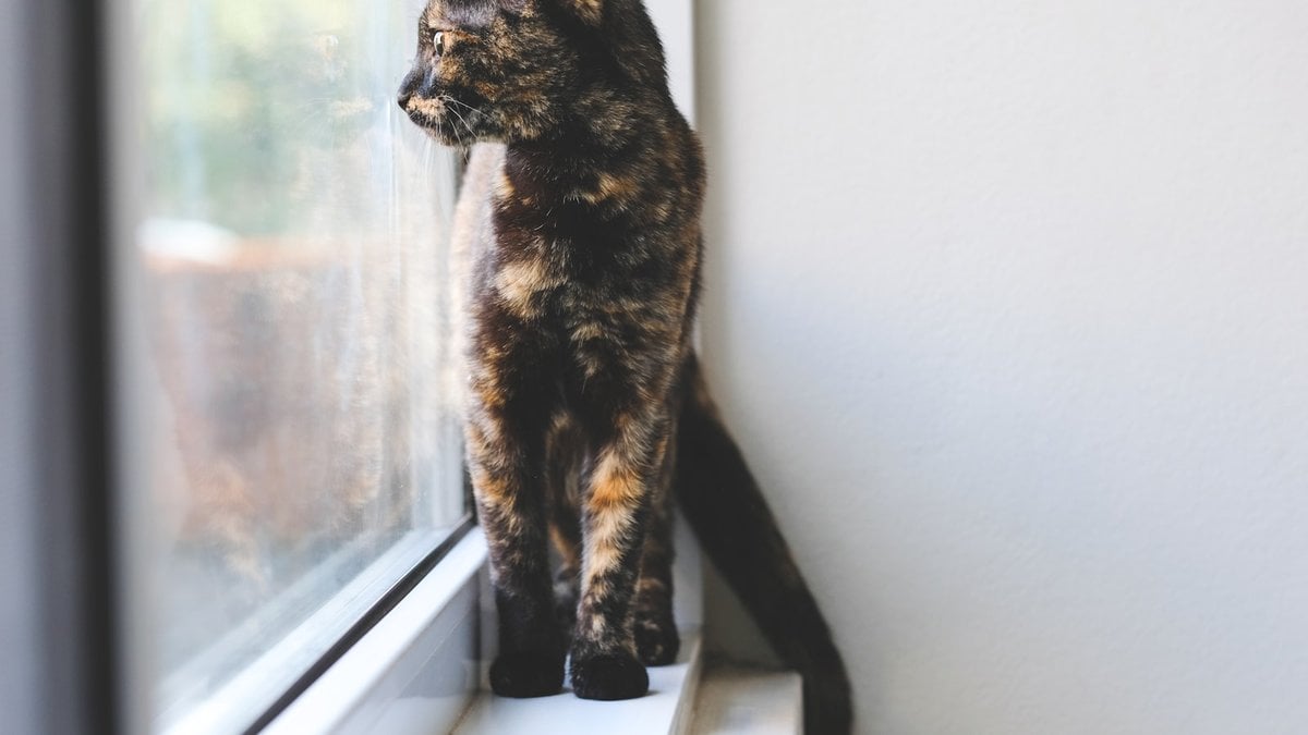 A cat keeping watch at the window for its person