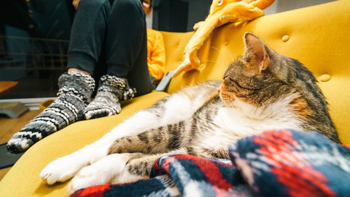 A cat settled on its person's lap