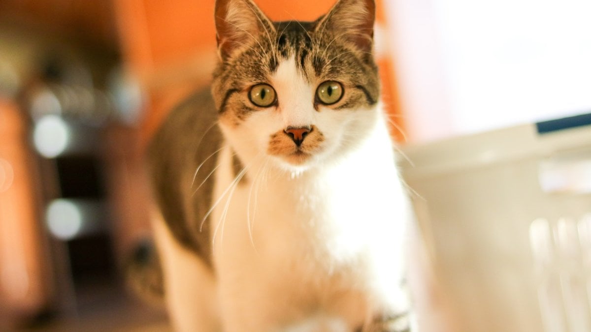 A tabby cat looking directly at the camera with an attentive, knowing expression