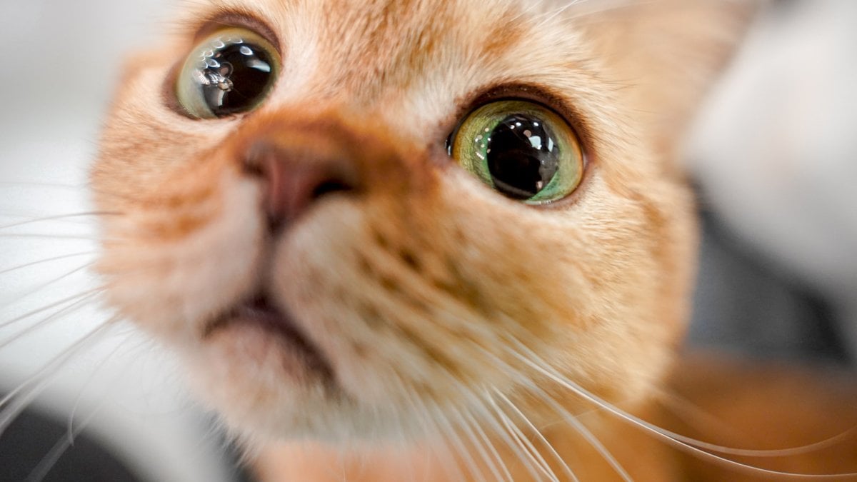 A wide-eyed cat pressed way too close to the camera