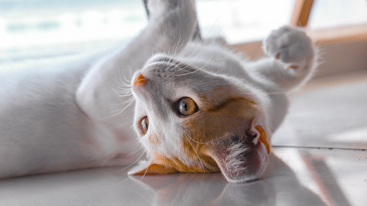 A cat lounging in a strange position at home