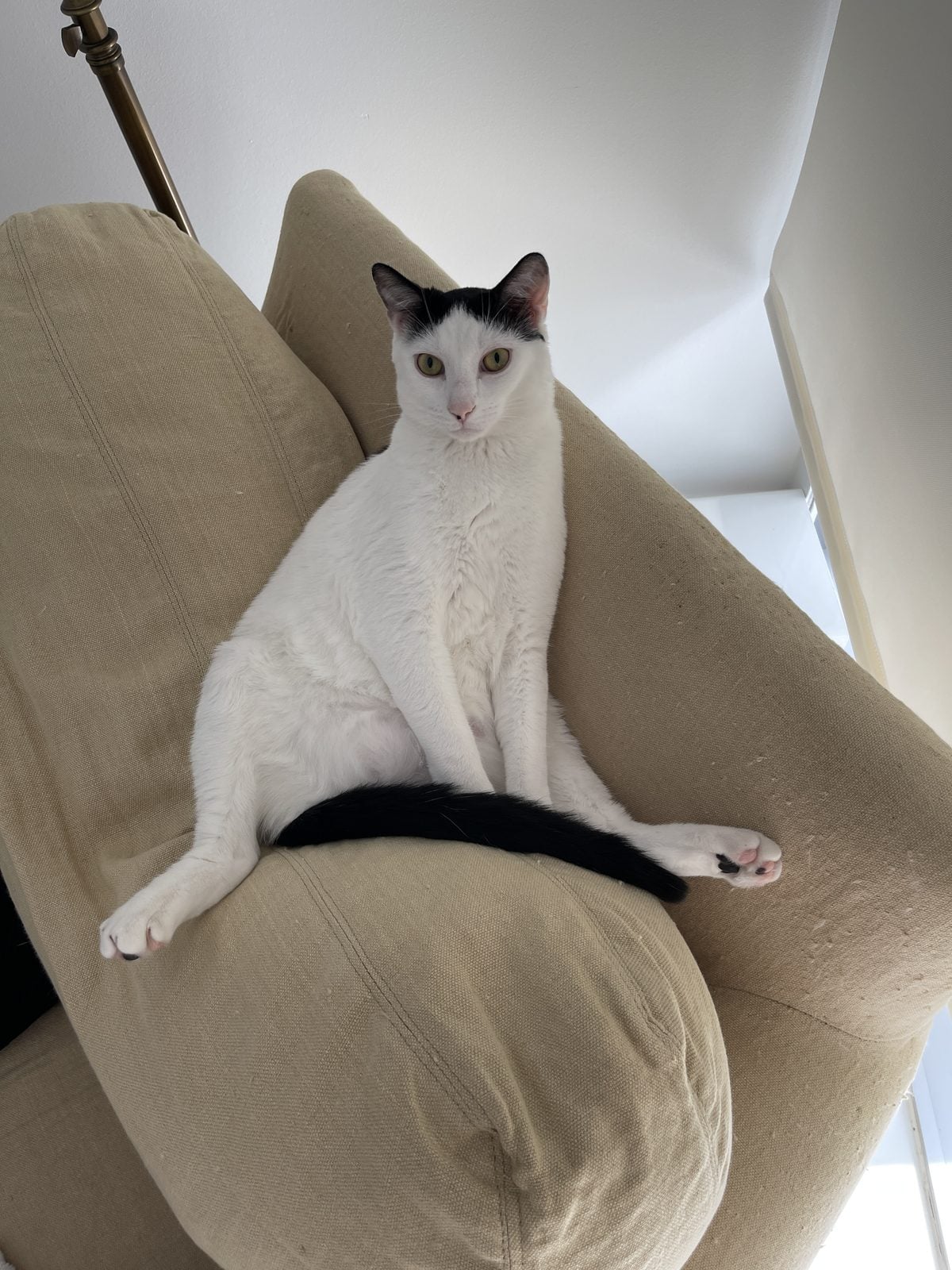 Louis, a black and white cat, sprawled across a beige armchair looking at the camera