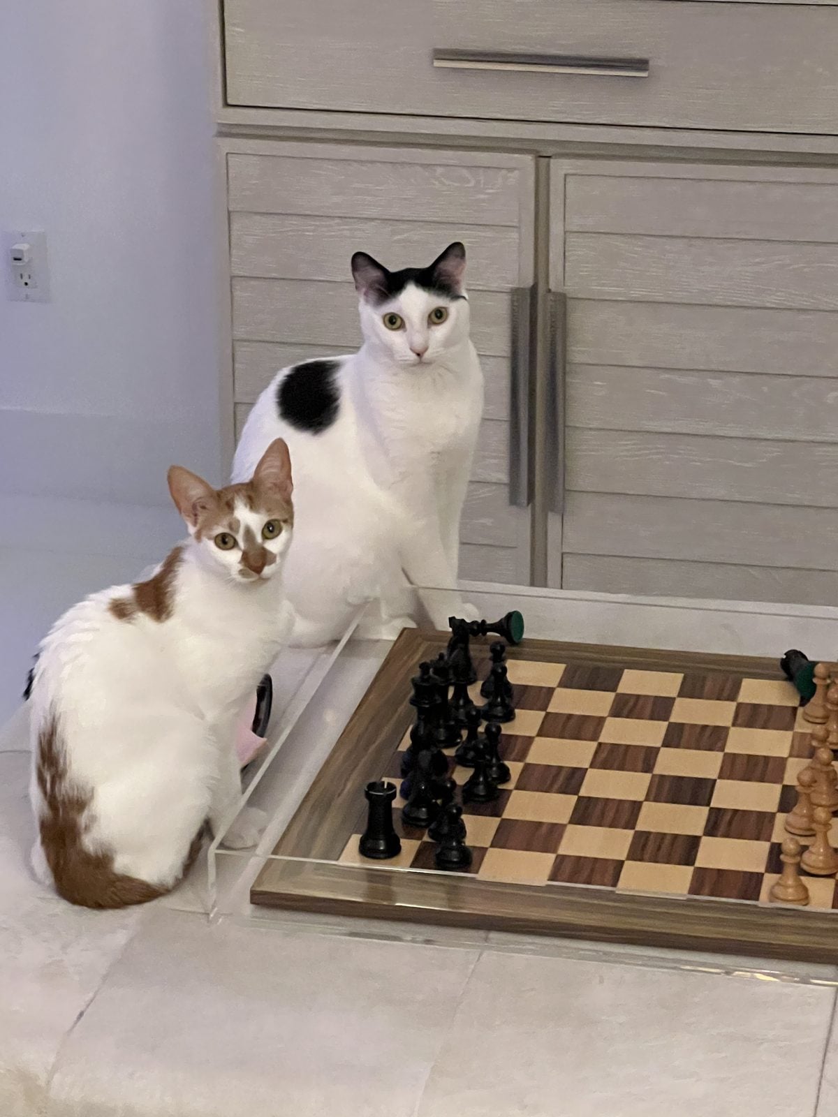 Louis, a black and white cat, and Thelma, an orange and white cat, sitting next to a chess board